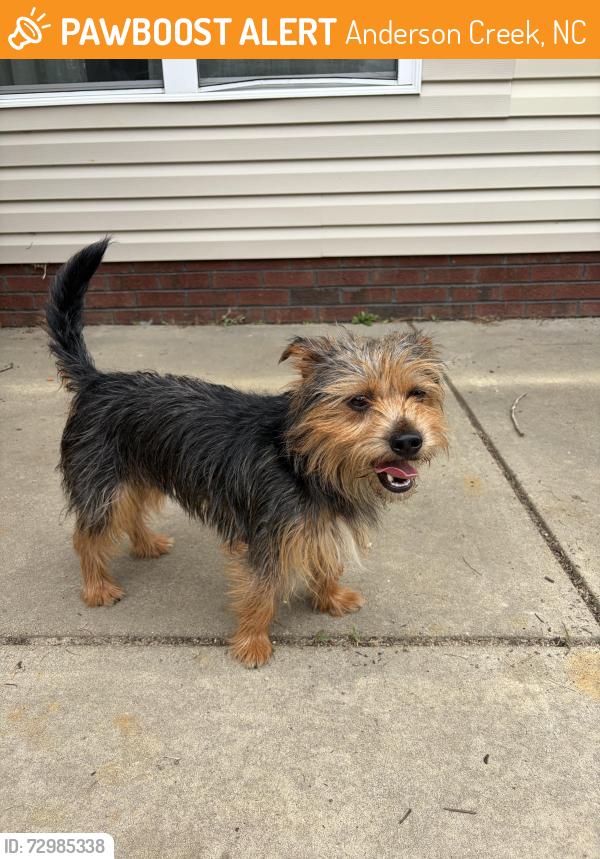 Found/Stray Male Dog last seen Anderson creek club, Anderson Creek, NC 28323