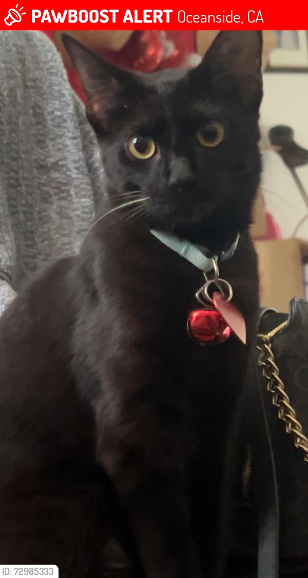 Lost Female Cat last seen Arthur ave & gold drive, Oceanside, CA 92057