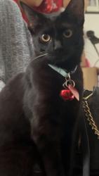 Lost Female Cat last seen Arthur ave & gold drive, Oceanside, CA 92057