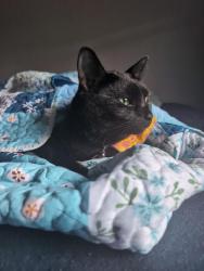 Lost Male Cat last seen Flynt Drive by Blue Cross Blue Shield, Flowood, MS 39232