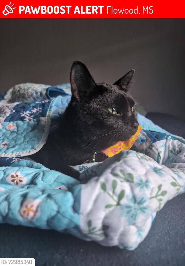 Lost Male Cat last seen Flynt Drive by Blue Cross Blue Shield, Flowood, MS 39232