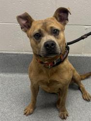 Shelter Stray Female Dog last seen Near , 2600 S Harding St, Indianapolis, IN 46221, USA