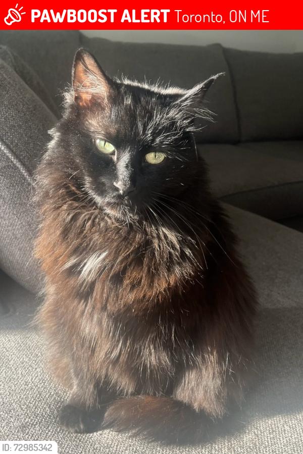 Lost Female Cat last seen rockvale ave and rogers , Toronto, ON M6E