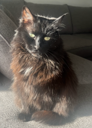 Lost Female Cat last seen rockvale ave and rogers , Toronto, ON M6E