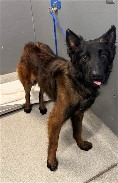 Shelter Stray Male Dog last seen Near BLOCK LAKEWOOD DR N, TALLAHASSEE FL 32305, 1125 Easterwood Dr, Tallahassee, FL 32311, USA