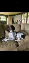 Reunited Female Dog last seen Lancelot dr, Huntsville, AL 35803