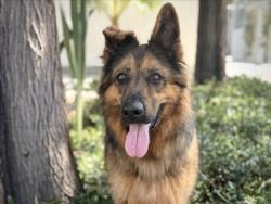 Shelter Stray Female Dog last seen , 957 N Gaffey St, San Pedro, CA 90731, USA