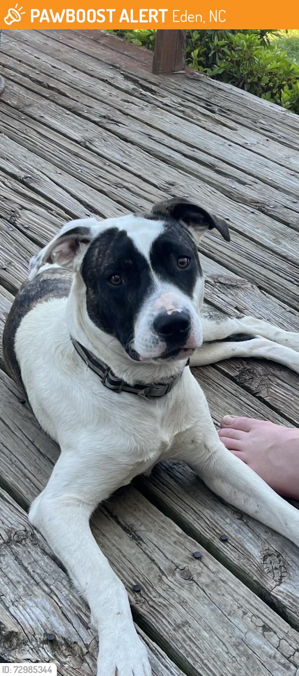 Found/Stray Male Dog last seen Eden nc, Eden, NC 27288