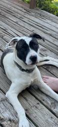 Found/Stray Male Dog last seen Eden nc, Eden, NC 27288