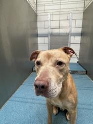 Shelter Stray Male Dog last seen RAZA RD, 8311 Freedom Dr, Pearland, TX 77581, USA