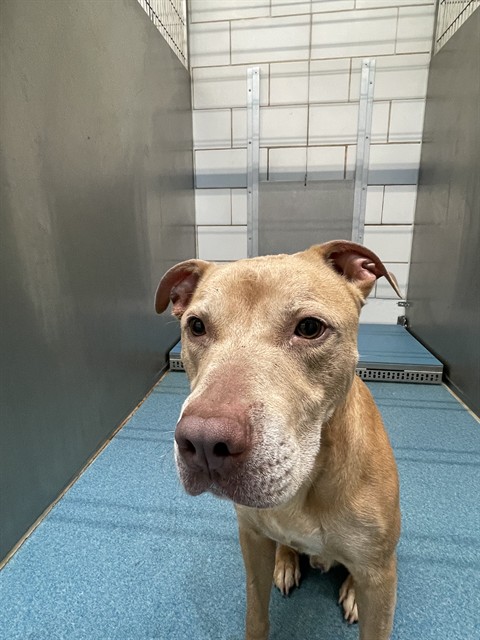 Shelter Stray Male Dog last seen RAZA RD, 8311 Freedom Dr, Pearland, TX 77581, USA