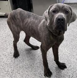 Shelter Stray Male Dog last seen Near BLOCK HAZELRIDGE ST, DETROIT MI 48205, 7401 Chrysler Dr, Detroit, MI 48211, USA