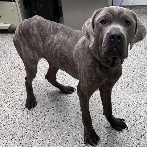 Shelter Stray Male Dog last seen Near BLOCK HAZELRIDGE ST, DETROIT MI 48205, 7401 Chrysler Dr, Detroit, MI 48211, USA