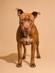Shelter Stray Female Dog last seen Near BLOCK W 16TH ST, 2020 Forest St, Jacksonville, FL 32204, USA
