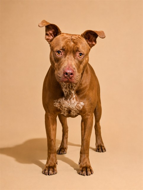 Shelter Stray Female Dog last seen Near BLOCK W 16TH ST, 2020 Forest St, Jacksonville, FL 32204, USA