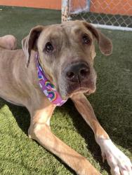 Shelter Stray Female Dog last seen Near BLOCK NW 79 AVE, 3599 NW 79th Ave, Doral, FL 33122, USA