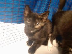 Shelter Stray Female Cat last seen Near BLOCK NW 12 ST, 3599 NW 79th Ave, Doral, FL 33122, USA