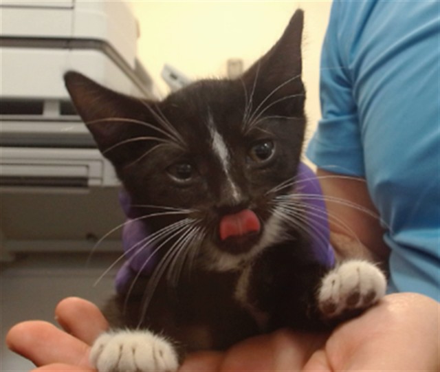 Shelter Stray Male Cat last seen Near BLOCK NW 12 ST, 3599 NW 79th Ave, Doral, FL 33122, USA