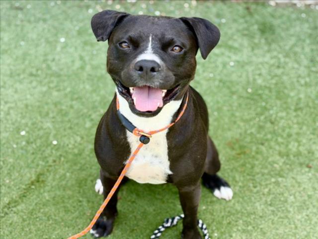 Shelter Stray Female Dog last seen , 11361 W Pico Blvd, Los Angeles, CA 90064, USA
