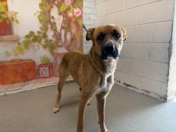 Shelter Stray Female Dog last seen Near BLOCK SILVER STAR CIRCLE, 333 Chandler Pl, San Bernardino, CA 92408, USA