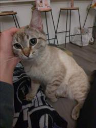 Shelter Stray Female Cat last seen , 100 Caja Del Rio Rd, Santa Fe, NM 87507, USA