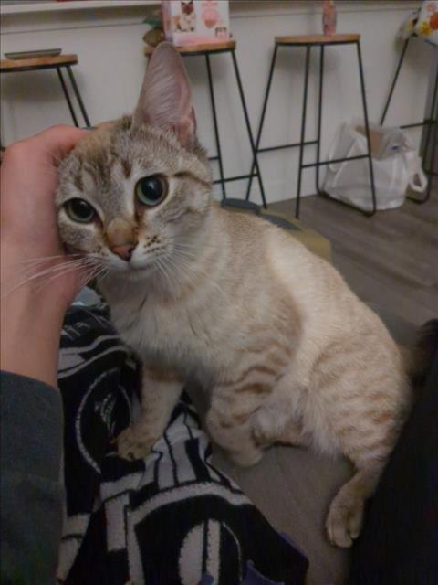 Shelter Stray Female Cat last seen , 100 Caja Del Rio Rd, Santa Fe, NM 87507, USA