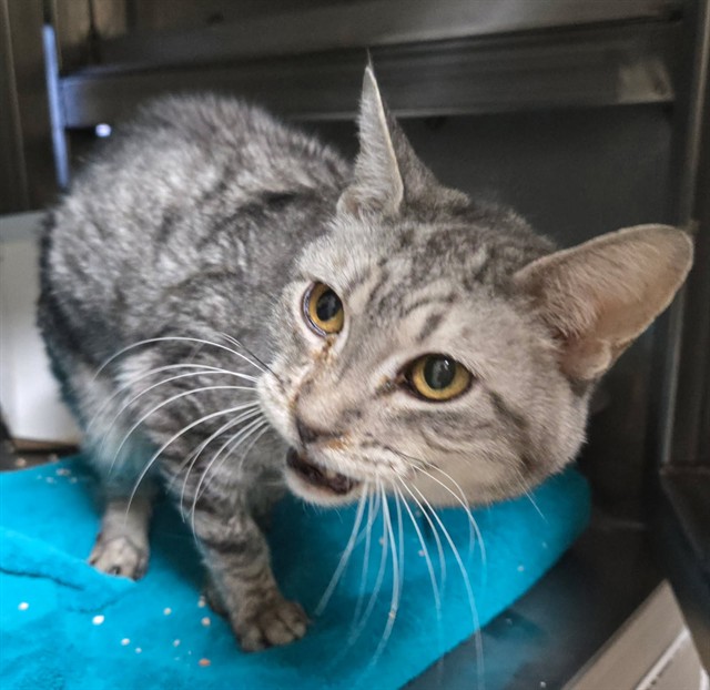 Shelter Stray Female Cat last seen Near E H ST, SPARKS NV 89431, 2825 Longley Ln Suite A, Reno, NV 89502, USA