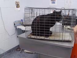 Shelter Stray Male Cat last seen CHARLOTTE, 8315 Byrum Dr, Charlotte, NC 28217, USA
