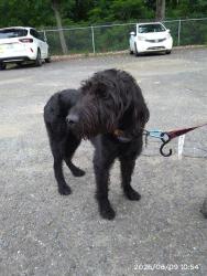 Shelter Stray Male Dog last seen CHARLOTTE, 8315 Byrum Dr, Charlotte, NC 28217, USA