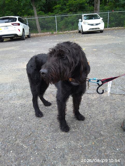 Shelter Stray Male Dog last seen CHARLOTTE, 8315 Byrum Dr, Charlotte, NC 28217, USA