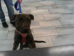 Shelter Stray Female Dog last seen CHARLOTTE, 8315 Byrum Dr, Charlotte, NC 28217, USA
