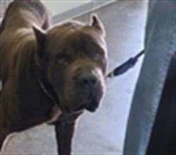 Shelter Stray Male Dog last seen , 1850 W 60th St, Los Angeles, CA 90047, USA