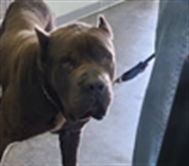 Shelter Stray Male Dog last seen , 1850 W 60th St, Los Angeles, CA 90047, USA