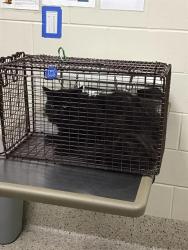 Shelter Stray Unknown Cat last seen Near BLOCK EPPINGER BLVD, 12155 Park Blvd, Brighton, CO 80601, USA