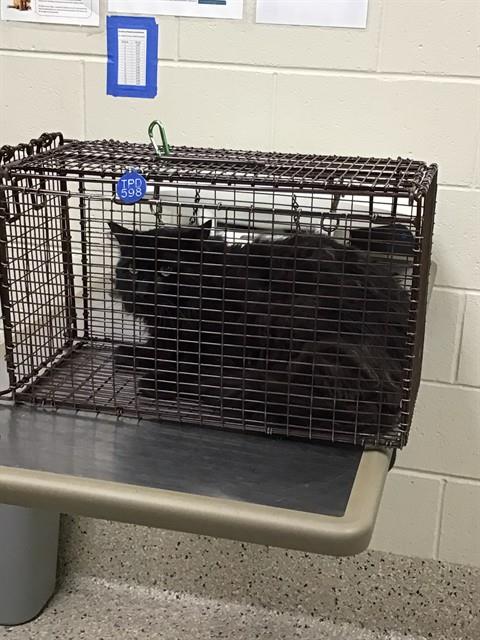 Shelter Stray Unknown Cat last seen Near BLOCK EPPINGER BLVD, 12155 Park Blvd, Brighton, CO 80601, USA