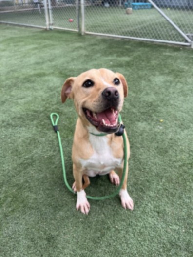 Shelter Stray Female Dog last seen , West Valley Animal Shelter, 20655 Plummer St, Chatsworth, CA 91311, USA
