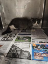 Shelter Stray Female Cat last seen , West Valley Animal Shelter, 20655 Plummer St, Chatsworth, CA 91311, USA