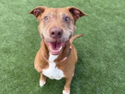 Shelter Stray Female Dog last seen , 3201 Lacy St, Los Angeles, CA 90031, USA