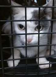 Shelter Stray Female Cat last seen Near BLOCK SE 24TH ST, 2811 SE 29th St, Oklahoma City, OK 73129, USA