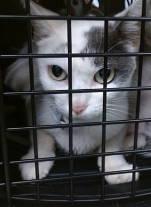 Shelter Stray Female Cat last seen Near BLOCK SE 24TH ST, 2811 SE 29th St, Oklahoma City, OK 73129, USA