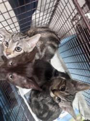 Shelter Stray Female Cat last seen , 3201 Lacy St, Los Angeles, CA 90031, USA