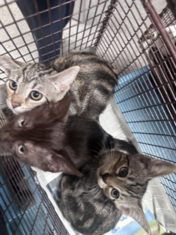 Shelter Stray Female Cat last seen , 3201 Lacy St, Los Angeles, CA 90031, USA