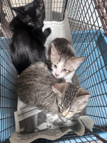 Shelter Stray Female Cat last seen , 3201 Lacy St, Los Angeles, CA 90031, USA