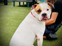 Shelter Stray Male Dog last seen , 2769 Conroy Rd, Orlando, FL 32839, USA