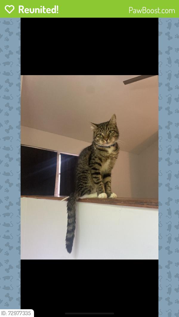 Reunited Male Cat last seen Near S Prospect Terr, Inverness, FL 34450
