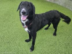 Shelter Stray Male Dog last seen , 14409 Vanowen St, Van Nuys, CA 91405, USA