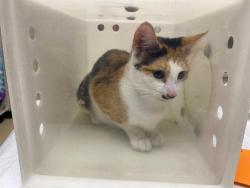 Shelter Stray Female Cat last seen 43RD ST, 3839 W Burnham St, West Milwaukee, WI 53215, USA