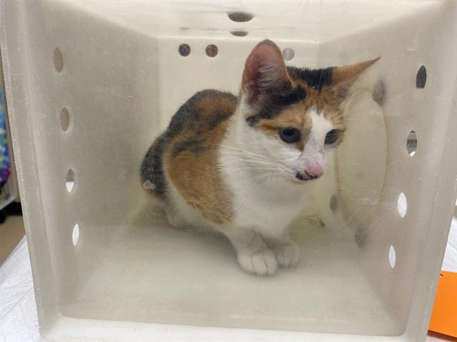Shelter Stray Female Cat last seen 43RD ST, 3839 W Burnham St, West Milwaukee, WI 53215, USA