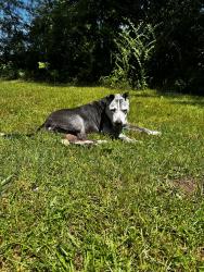 Lost Female Dog last seen Richburg Road & Sullivan Kilrain, Hattiesburg, MS 39402