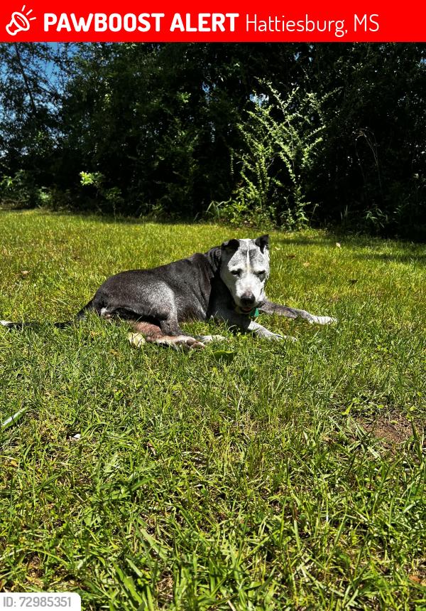 Lost Female Dog last seen Richburg Road & Sullivan Kilrain, Hattiesburg, MS 39402